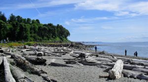 edmonds marina beach ocean and driftwood photo