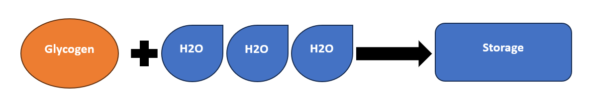 graphical representation of glycogen molecule binding to 3 h2o molecules creating water weight storage.