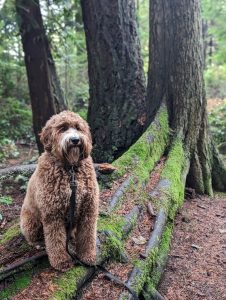 a golden doodle dog sitting on a log